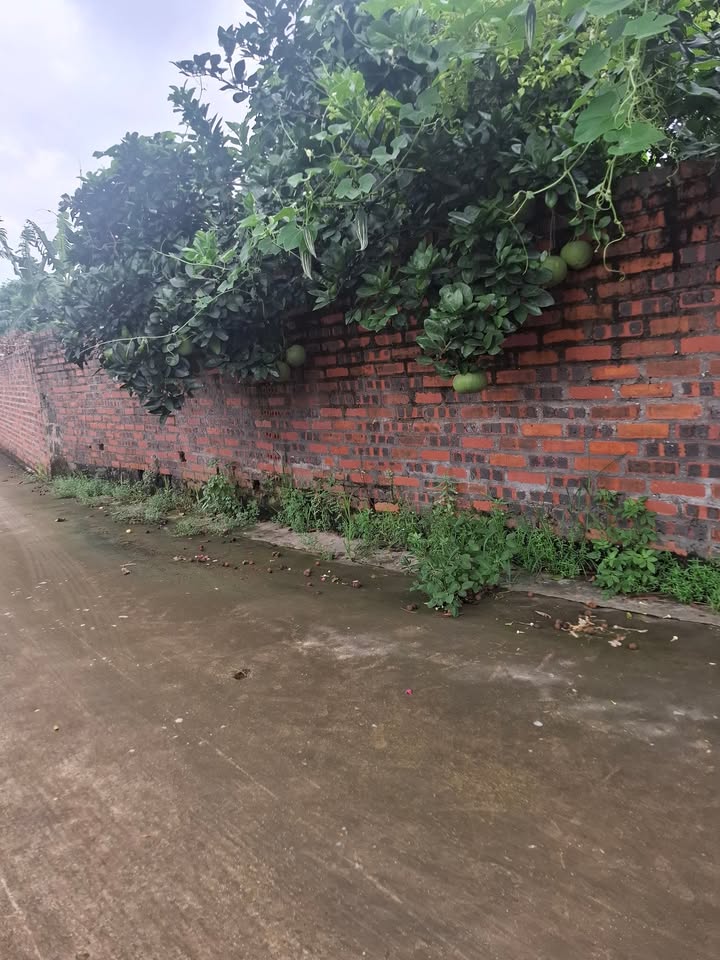 Đất nền chính chủ Lê Lợi Chí Linh 450m² giá thỏa thuận - Cơ hội đầu tư hấp dẫn!