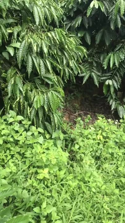 Đất cà phê 2,7 ha tại Krông Nô, Lăk - Giá chỉ 8,5 tỷ VND - Đầu tư sinh lời cao!