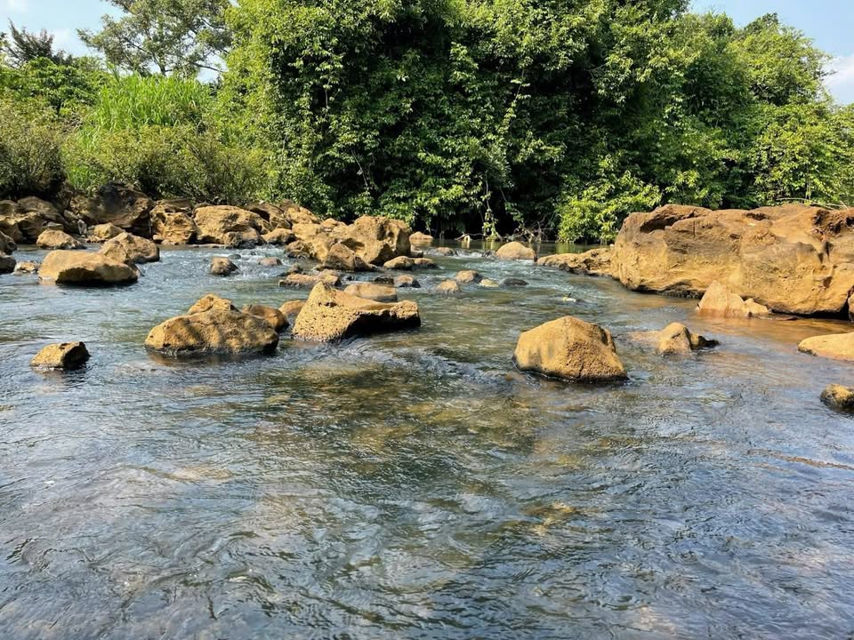 Đất nông nghiệp Trường Xuân, Đắk Song 6,5ha giá 13 tỷ - Sổ hồng chính chủ!