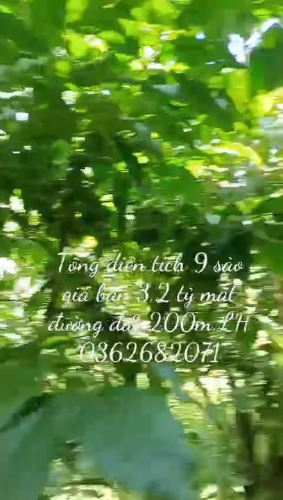 Đất nền Bảo Lâm 9000m² giá 3.2 tỷ - Cơ hội đầu tư sinh lời!