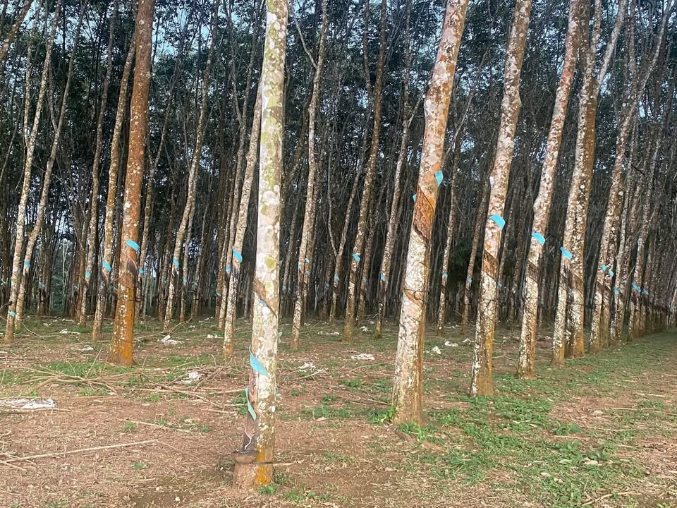 Farm 12ha tại Nghĩa Thắng, Đắk R'Lấp - Sổ đỏ chính chủ, giá thỏa thuận