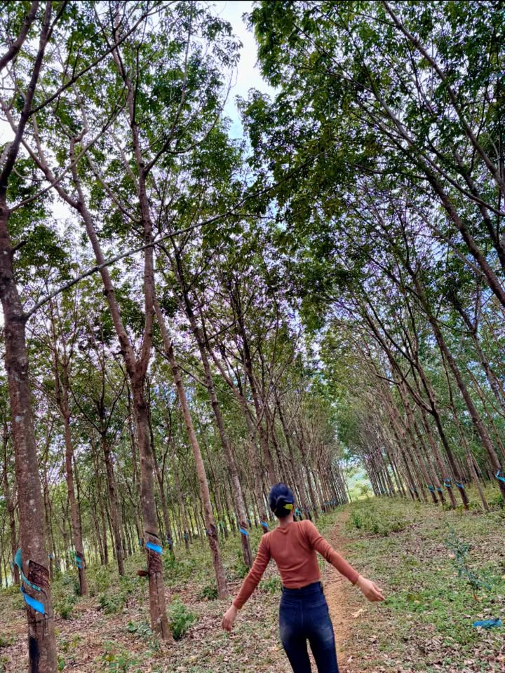 Đất bán Đắk RTih Tuy Đức 20.000m² - Mặt đường nhựa gần ủy ban xã!