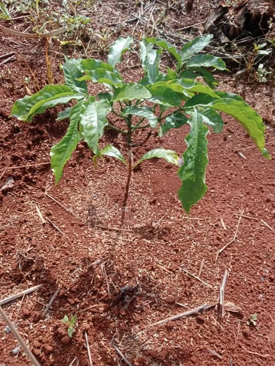 Đất nền Quảng Tâm Tuy Đức 25.200m² giá 650 triệu - Cơ hội đầu tư tuyệt vời!