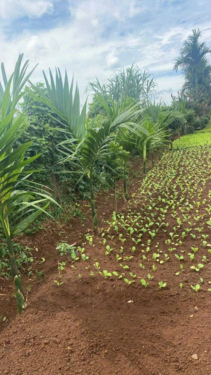 Đất nền thổ cư 720m² tại thôn Thuận Sơn, Đắk Nông - Giá chỉ 200 triệu!