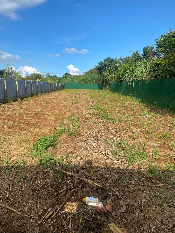 Đất mặt tiền đường Y Ngông, Buôn Hồ, 530m², giá 1.95 tỷ - Cơ hội đầu tư hấp dẫn!