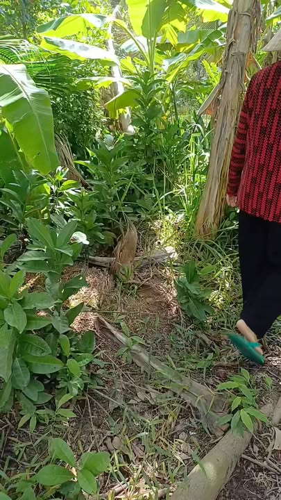 Đất nền 198m² tại Ấp 3, Phú An, Cai Lậy - Giá chỉ 300 triệu!