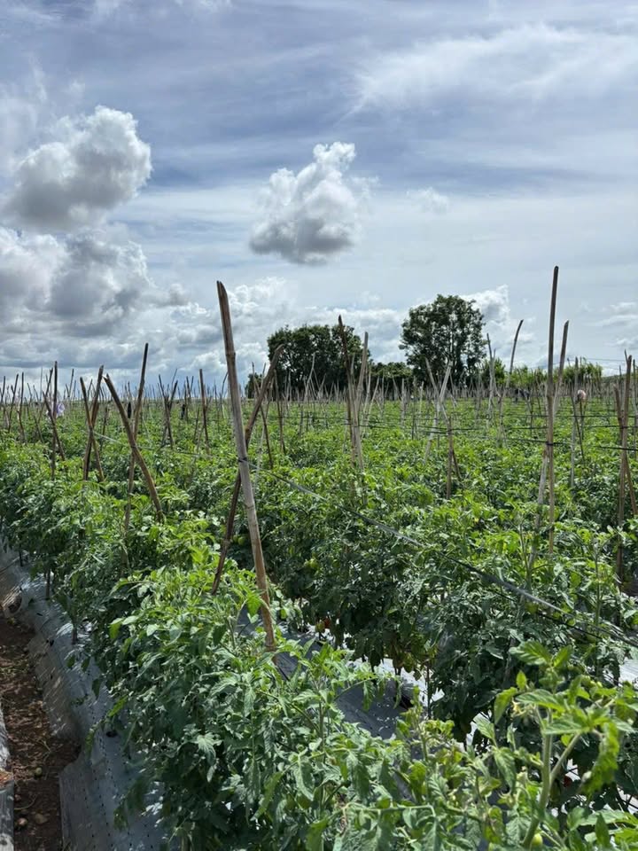 Đất nền xã Phú Hội, Đức Trọng 1000m² giá 750 triệu - Cơ hội đầu tư hấp dẫn!