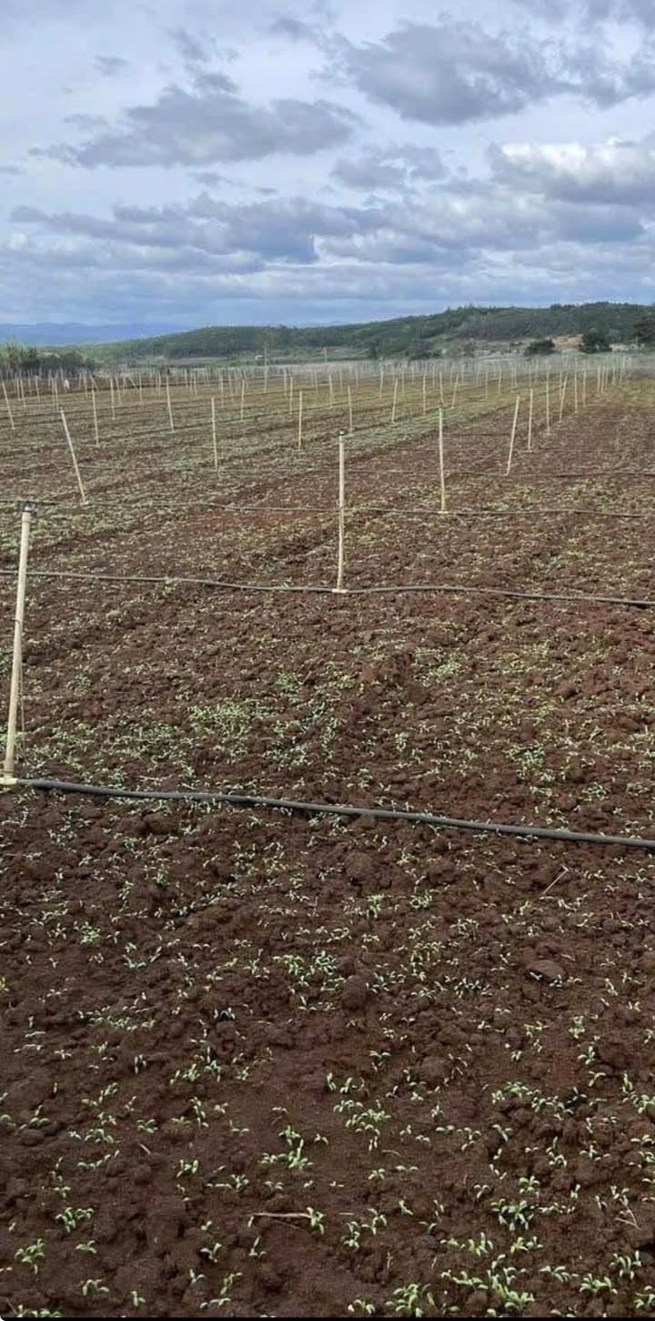 Đất nền xã Phú Hội, Đức Trọng 1000m² giá 750 triệu - Đầu tư sinh lời ngay!