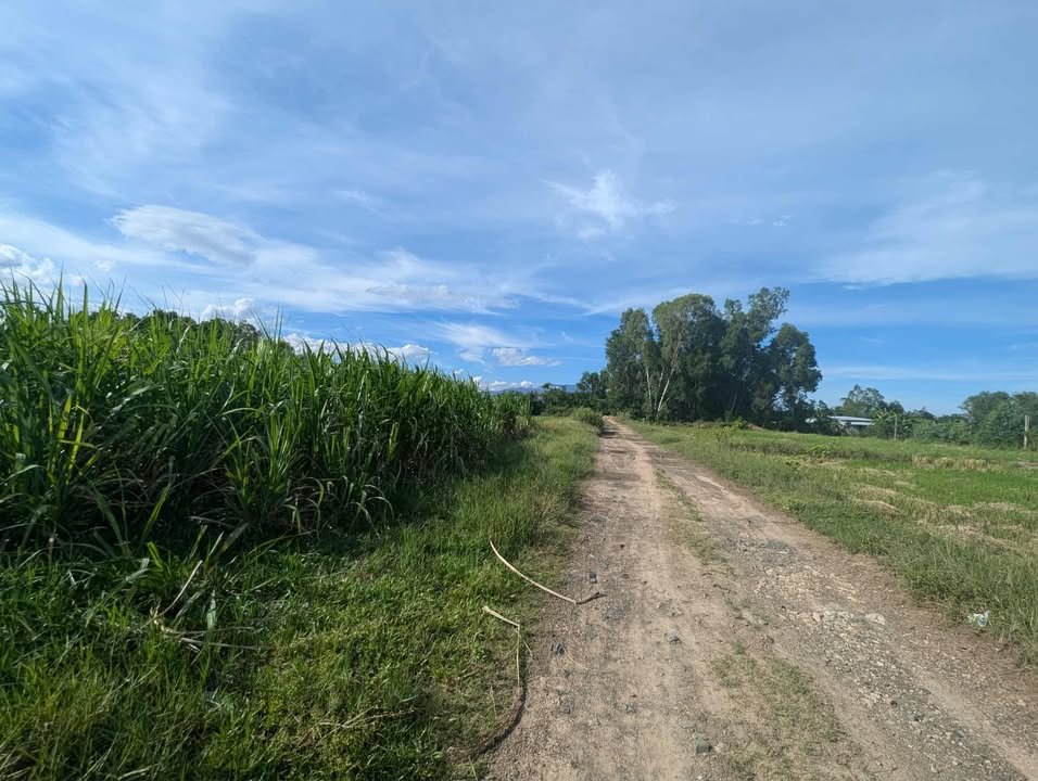 Đất vườn 650m² tại Đại Mỹ, Ninh Hòa giá 100 triệu - Cơ hội đầu tư tuyệt vời!