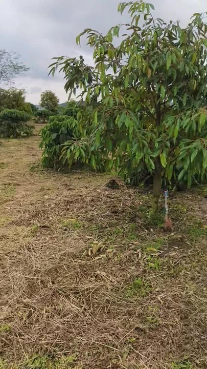 Đất nông nghiệp Thọ Sơn Bù Đăng 10.000m² giá 3 tỷ - Pháp lý rõ ràng, sẵn sàng giao dịch!