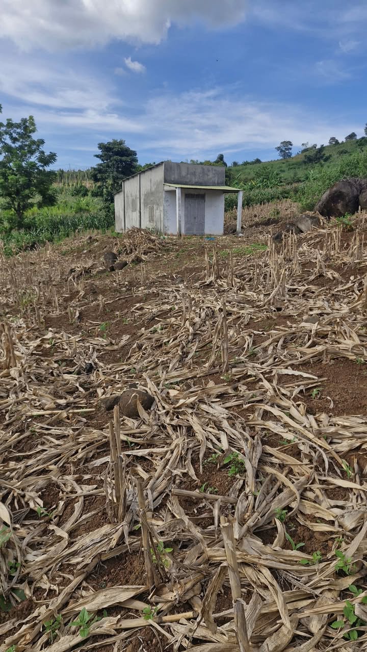 Đất nền Đắk R'La Đắk Mil 10.000m² giá 800 triệu - Sổ đỏ chính chủ