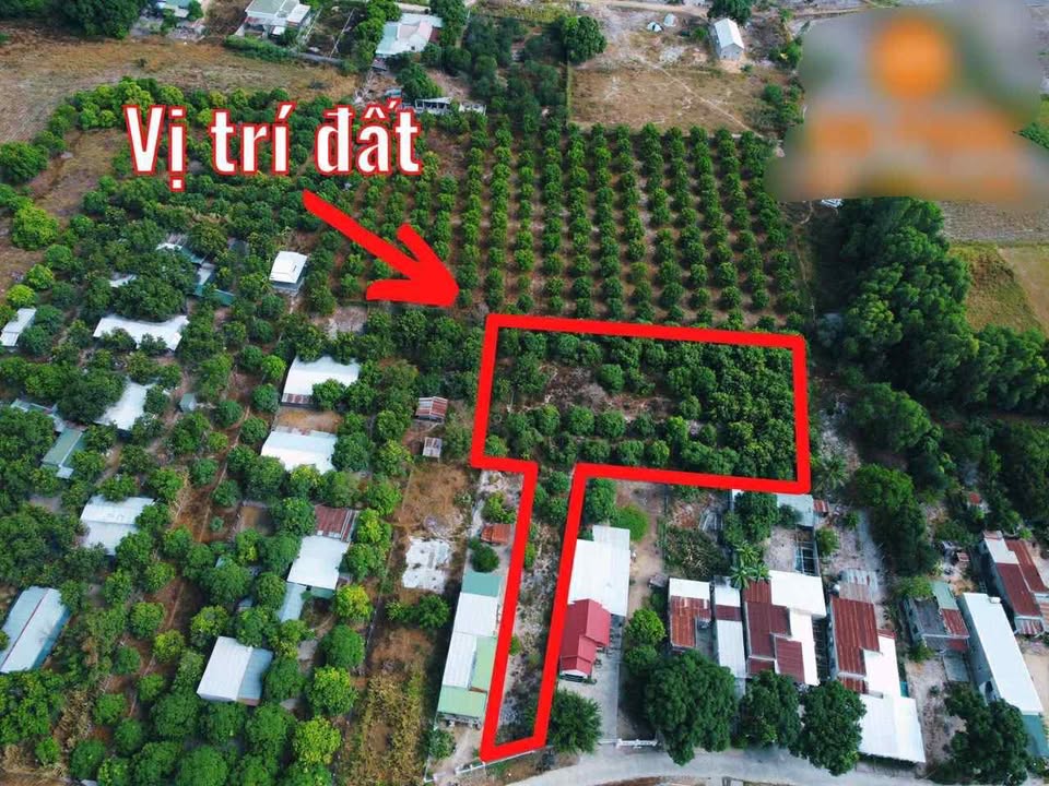 Đất vườn Cam Hiệp Nam 2922m² giá 1 tỷ - Cơ hội đầu tư hấp dẫn!