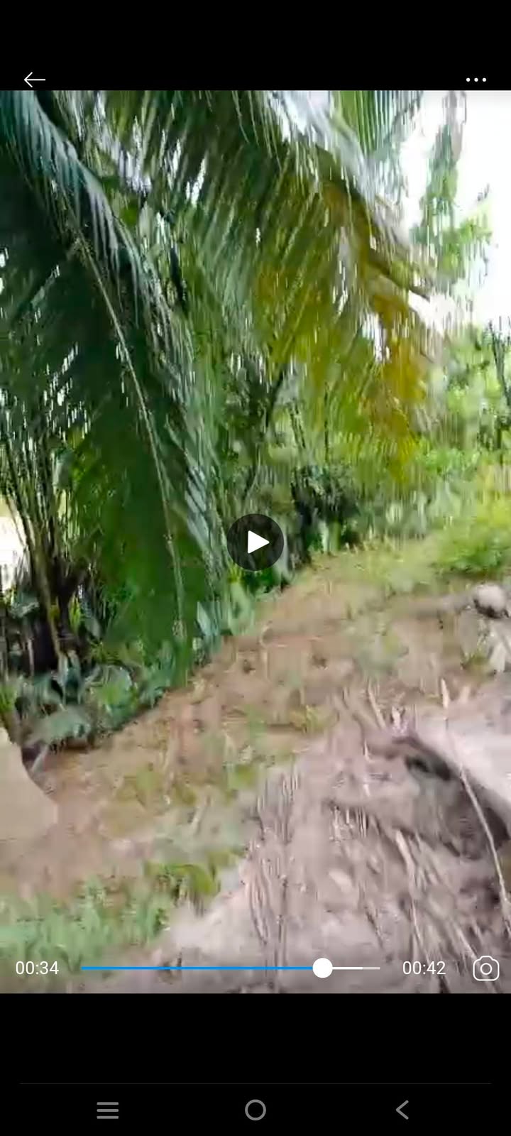 Đất vườn dừa Thuận Điền, Giồng Trôm, Bến Tre 2168.5m² - Giá chỉ 700 triệu VND!