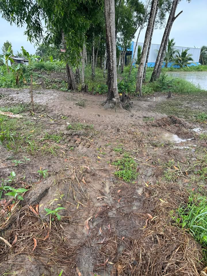 Đất nông nghiệp 32000m² tại Ấp Bình Lễ, Bạc Liêu - Giá chỉ 380 triệu!