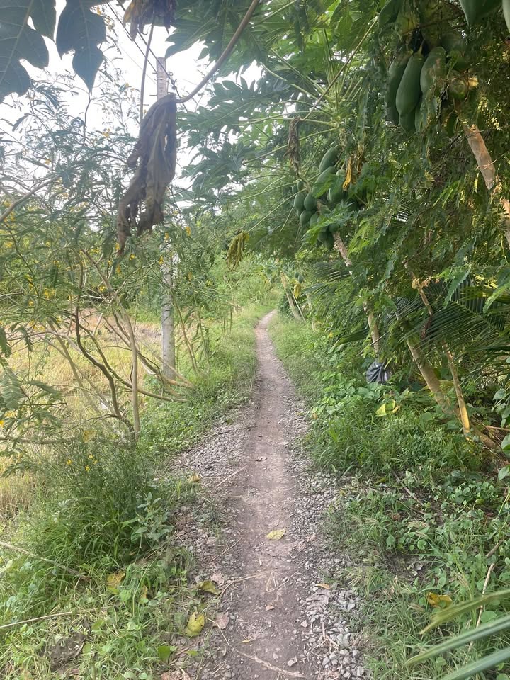 Đất lúa 3 công 7 Ấp 7, Mỹ Thành Nam, Cai Lậy - Đường đi riêng, giá 270 triệu!