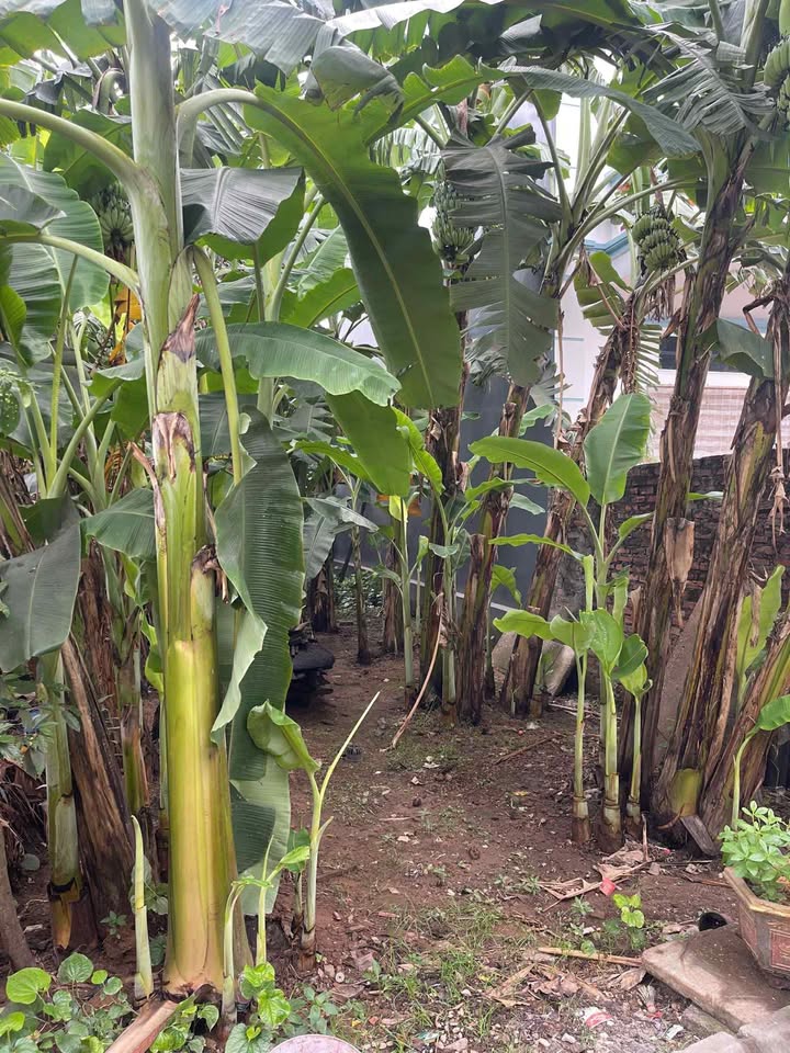 Đất nền Dương Xá, Gia Lâm 102m² giá 5 tỷ - Đầu tư tiềm năng ngay hôm nay!