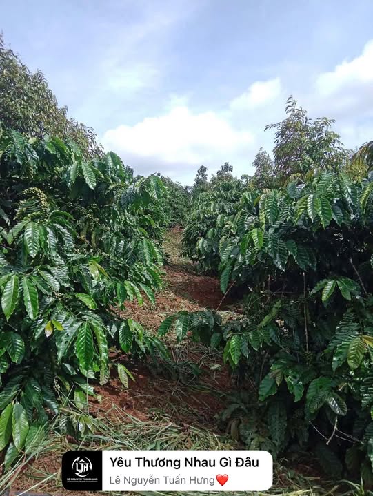 Đất nông nghiệp Trường Xuân 7000m² giá 830 triệu - Tiềm năng sinh lời cao!