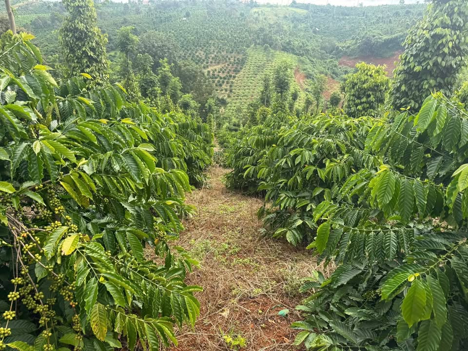 Đất nền 2,5ha Đăk Hoà, Đăk Song giá 3,5 tỷ - Đầu tư sinh lời cao!