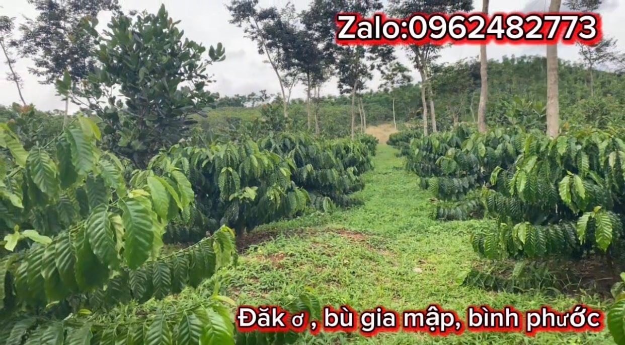 Đất nền 25000m² Đa Kia, Bù Gia Mập giá 3.8 tỷ - Cơ hội đầu tư lý tưởng!