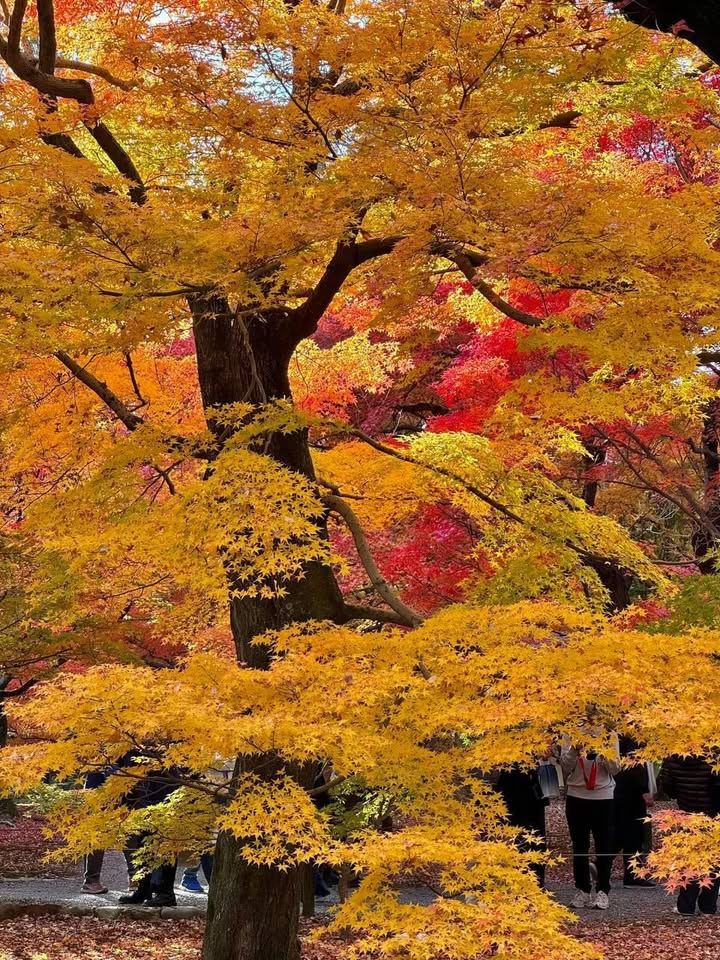 Lô đất MB520 Rừng Thông, 95m² giá 1.15 tỷ - Đầu tư sinh lời ngay!