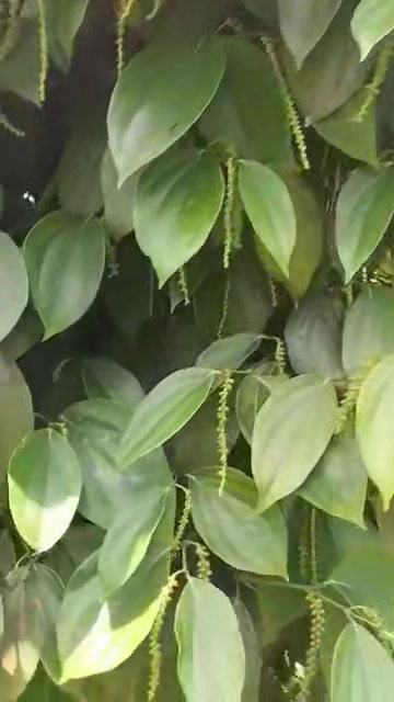 Đất nền Đức An Đắk Song 13.000m² giá 2.1 tỷ - Mặt tiền đường bê tông rộng rãi!