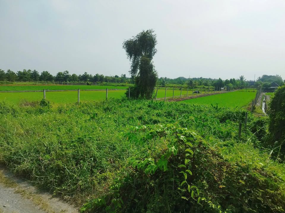 Đất nền Củ Chi 1000m² chỉ 2.5 tỷ - Lô góc mặt tiền đường thoáng mát!