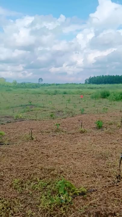 Đất nền Xuân Bắc, Xuân Lộc 13000m² giá chỉ 250 triệu - Cơ hội đầu tư sinh lời!