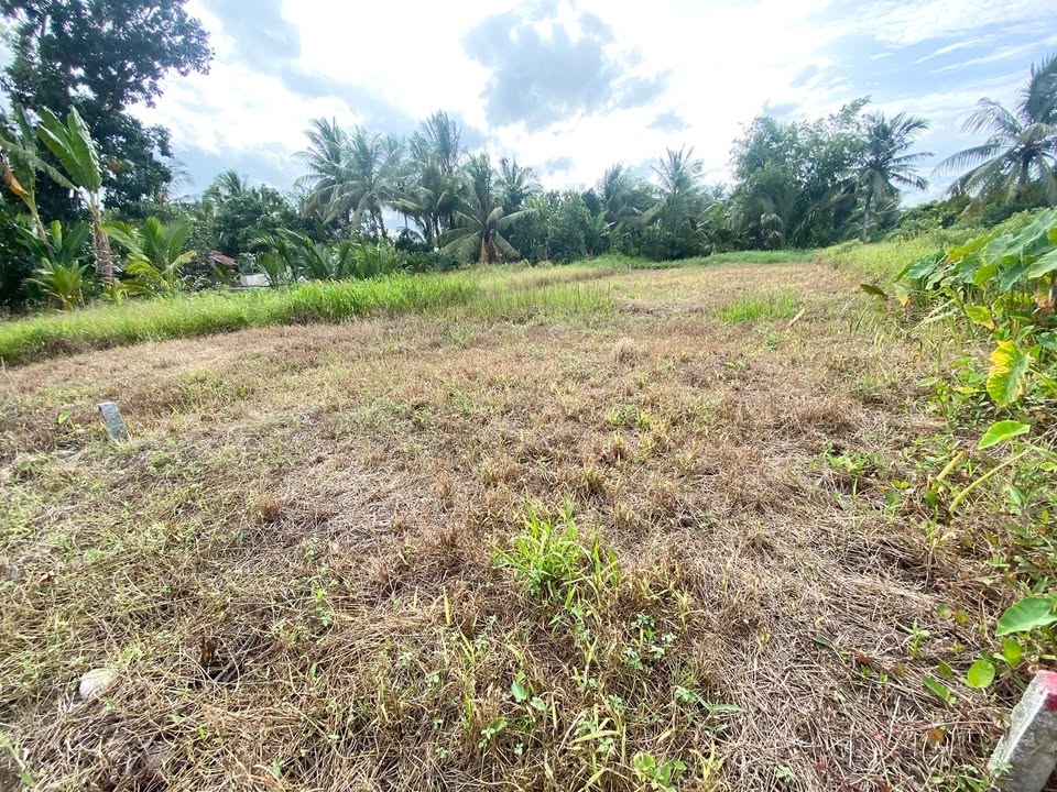 Đất nền mặt tiền Song Phú, Vĩnh Long 140m² giá 320 triệu - Thích hợp đầu tư!