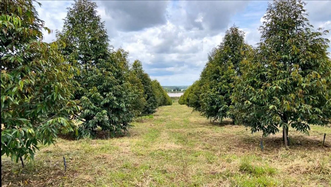 Đất vườn 16.000m² tại Hiếu Liêm - Bắc Tân Uyên chỉ 8,3 tỷ - Cơ hội đầu tư tuyệt vời!