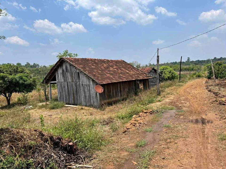 Đất trống Ea Kiết 1,1ha giá 1.3 tỷ - Gần đường nhựa, sẵn nhà gỗ!