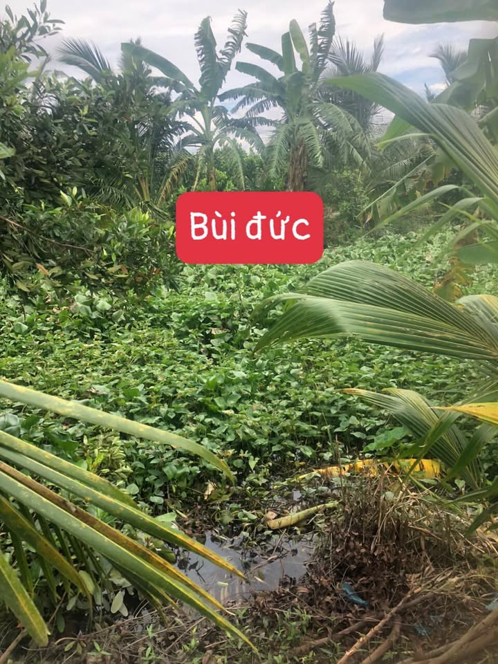 Đất vườn 5000m² xã Tân Lược, Bình Tân - Giá chỉ 300 triệu, sẵn sàng trồng sầu riêng!