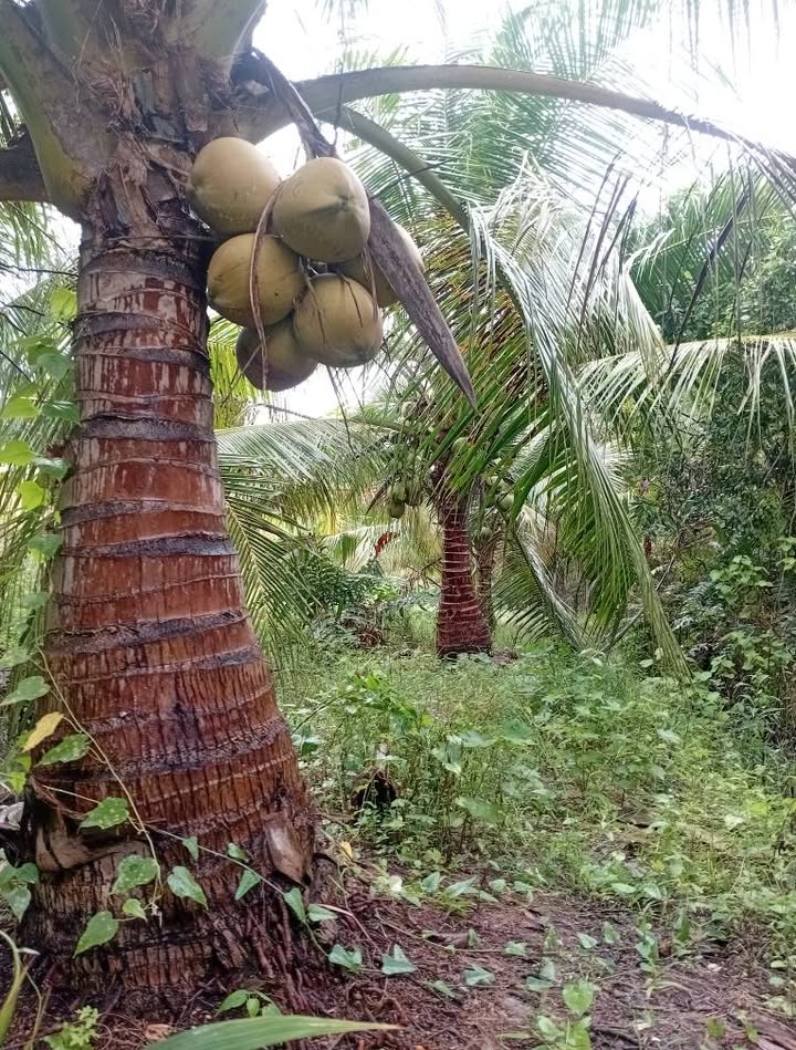 Đất nền Trà Ôn 2090m² giá 2.2 tỷ - Mặt tiền tỉnh lộ 901, tiện lợi cho đầu tư!