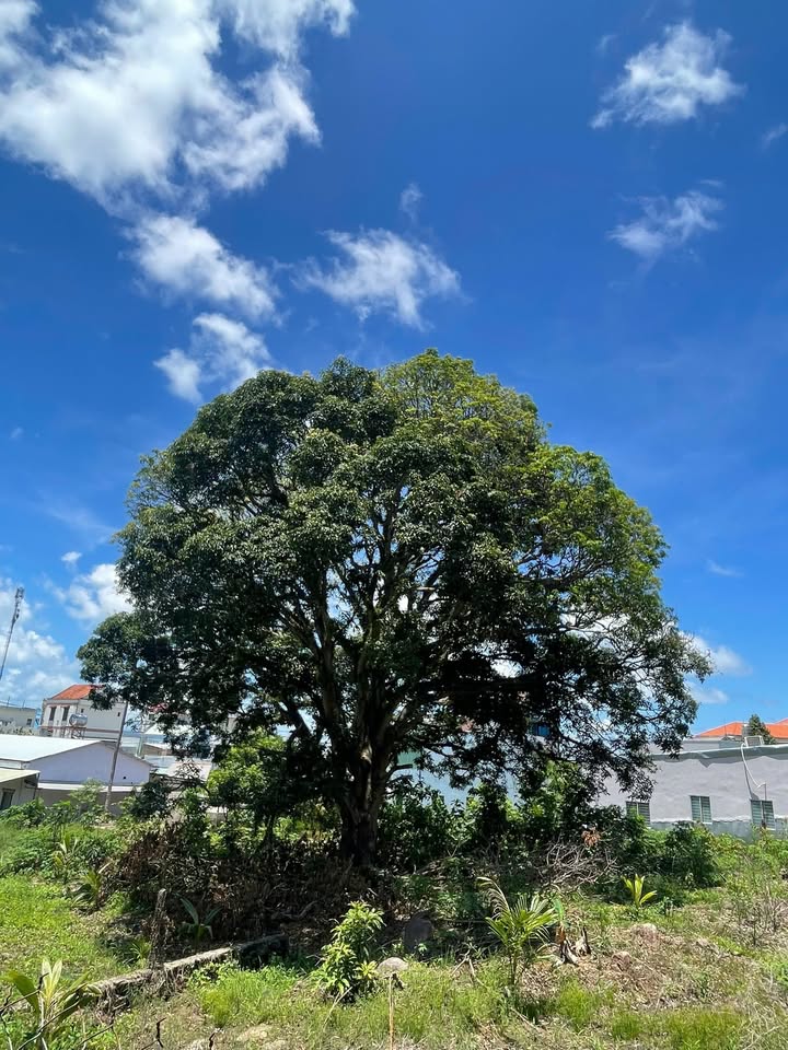 Đất nền đẹp tại Bãi Sao, Phú Quốc 1.152m² - Sổ đỏ chính chủ, đầu tư sinh lời!