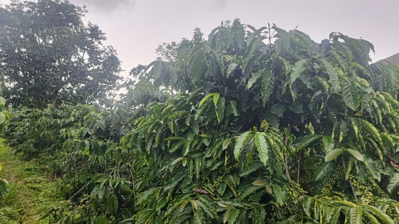 Đất nền Nam Hà 4926m² giá 4.7 tỷ - View đẹp, mặt tiền 21m