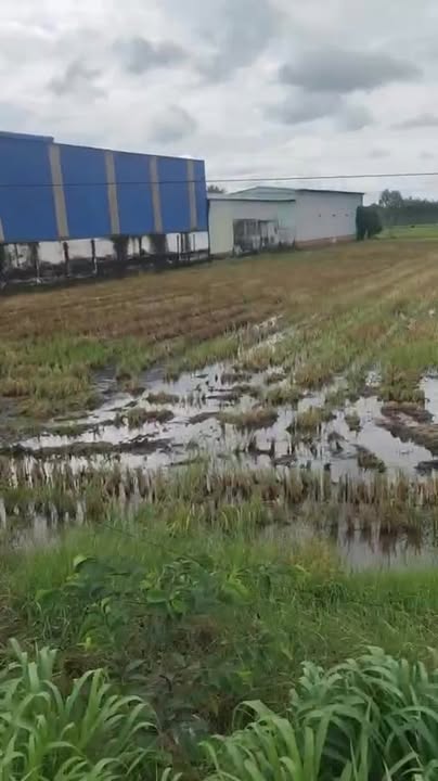 Đất thổ cư 900m² mặt tiền đường tỉnh 823, Đức Hòa - Giá chỉ 6,5 tỷ!