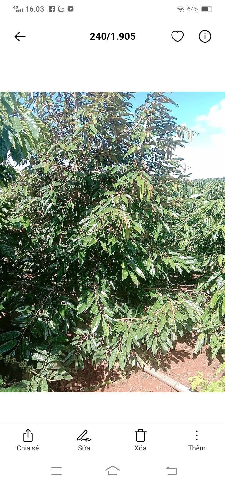 Farm diện tích 1ha tại Ea Khal, Đắk Lắk giá 3.3 tỷ - Sẵn sàng thu hoạch ngay!