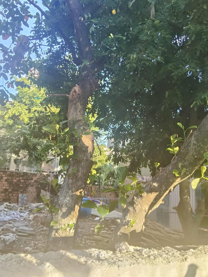 Lô đất 65.2m² Sơn Trà giá 7.5 tỷ - Cơ hội đầu tư tuyệt vời!