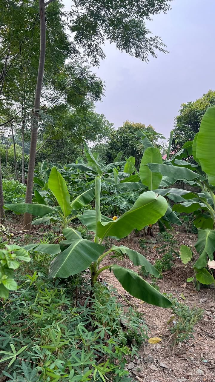 Đất nền xã Tản Lĩnh, Hoài Đức 540m² giá 3 tỷ - Địa thế đẹp, không khí trong lành!