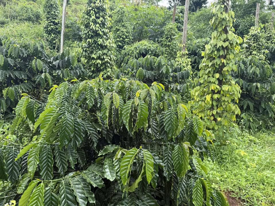 Đất nông nghiệp 16000m² tại Đăk Mil - Giá chỉ 800 triệu, cơ hội đầu tư tuyệt vời!