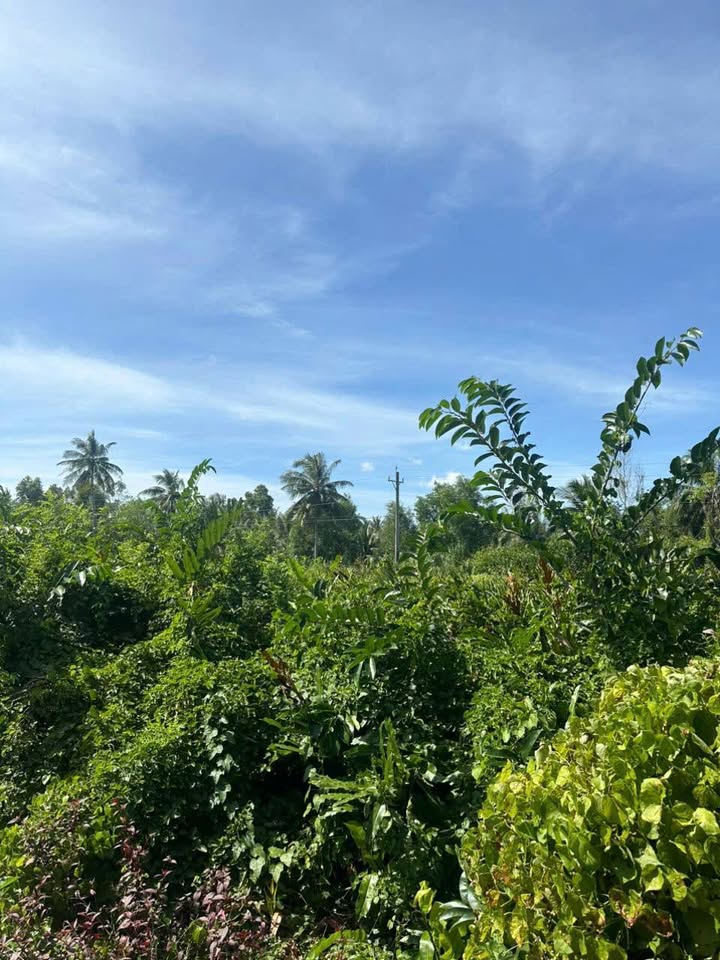 Đất nền 600m² xã An Thạnh 2, huyện Cù Lao Dung - Giá chỉ 500 triệu VND!