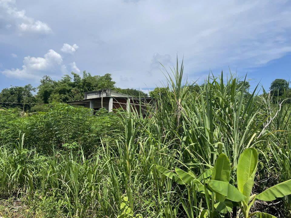 Đất Farm Lộc Khánh Lộc Ninh 17.000m² giá 6.5 tỷ - Sẵn nhà cấp 4 và mặt tiền 91m!