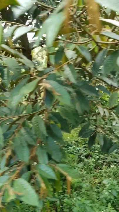 Đất nền Nghĩa Trung Bù Đăng 200m² - Sẵn sàng xây dựng, trồng cây ăn trái!