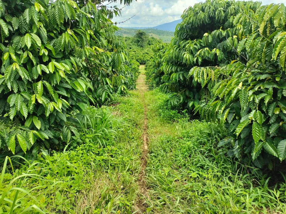 Đất farm 2ha tại xã Quảng Phú, Đam Rông, Lâm Đồng - Kinh doanh tiềm năng chỉ 2.5 tỷ!