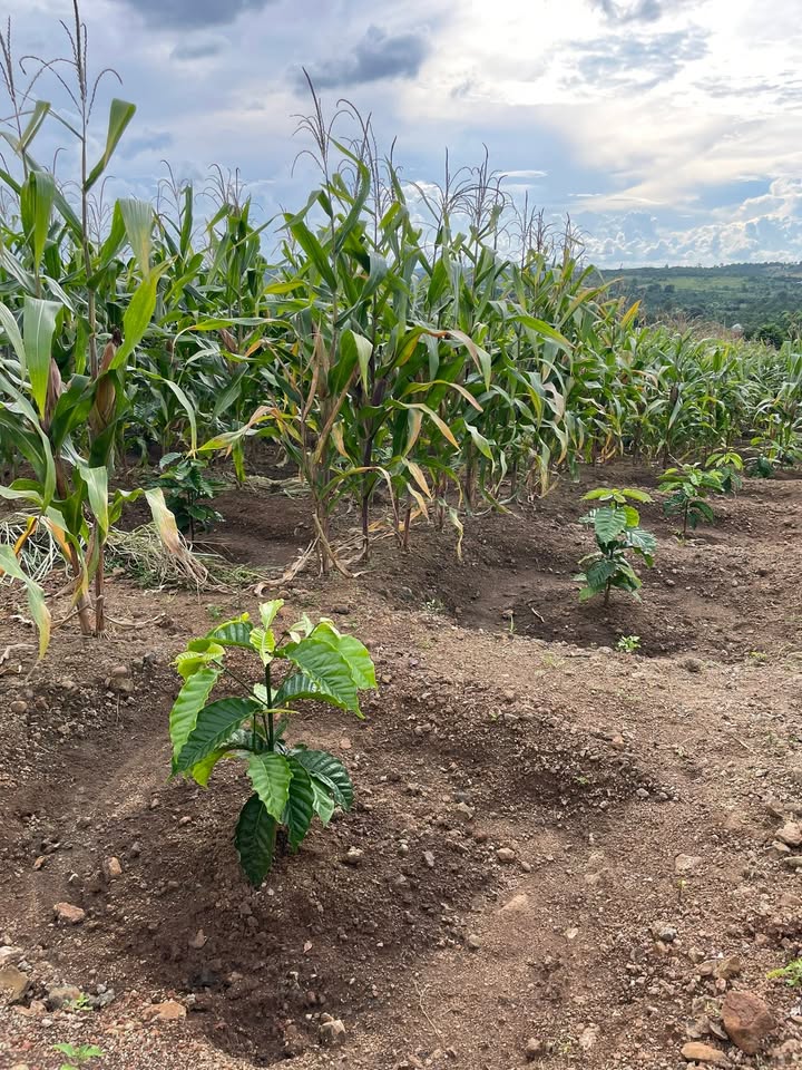 Lô đất cà phê Đắk Gằn 3600m² giá thỏa thuận - Cơ hội đầu tư hấp dẫn!