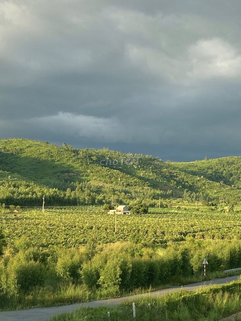 Đất vườn thanh long 19,000m² tại Hàm Thuận Nam giá 4.5 tỷ - Tiềm năng sinh lời cao!