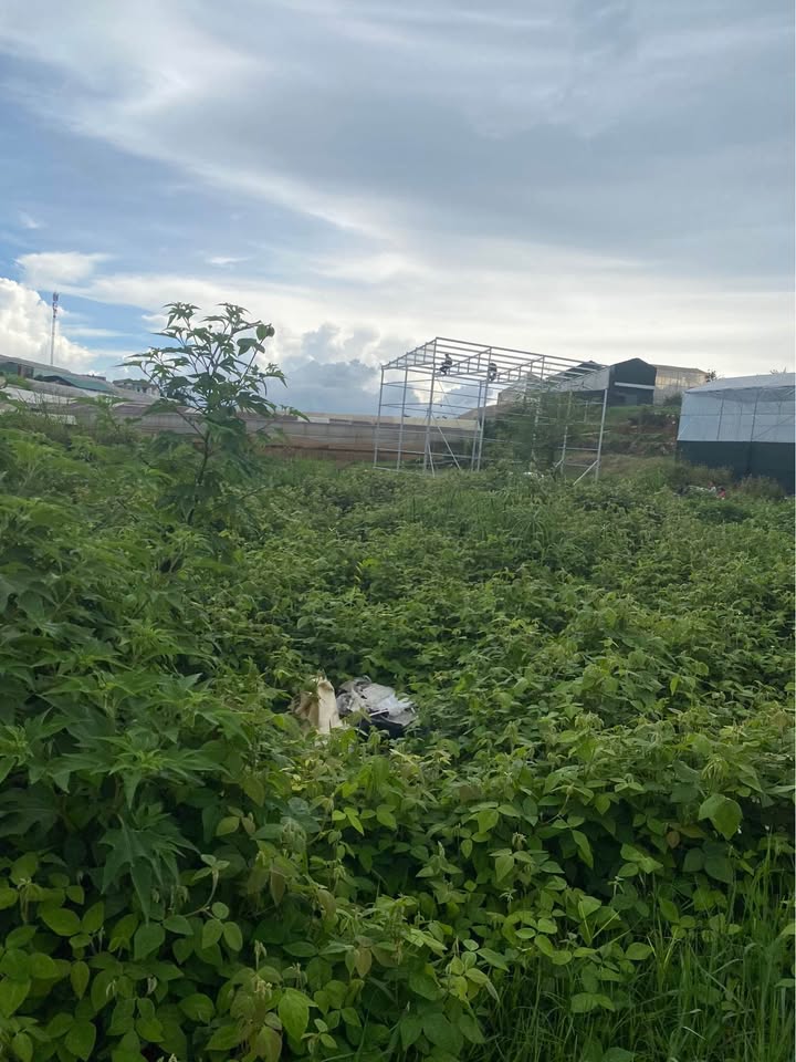 Đất nền Đà Lạt 130m² giá 550 triệu - Ô tô vào tận nơi!