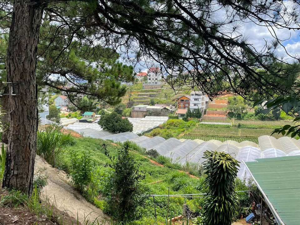 Đất biệt thự view Đồi Huy Hoàng - Phường 8, Đà Lạt - 257m² chỉ 8.2 tỷ, cơ hội đầu tư tuyệt vời!