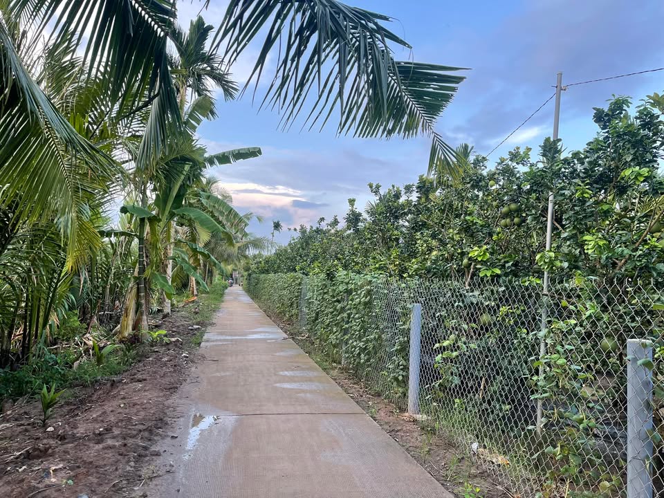 Đất vườn 7.000m² tại xã Kế Thành, Kế Sách - Giá chỉ 270 triệu!