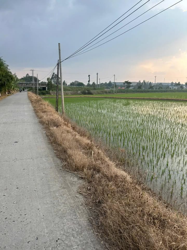 Đất mặt tiền đường Bình Thạnh Trung 3702m² giá 2 tỷ - Đầu tư nghỉ dưỡng tuyệt vời!