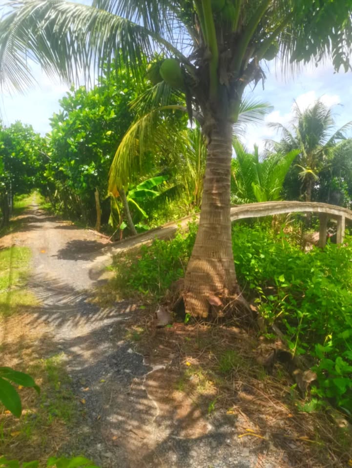 Đất vườn 5,5 công tại Đại An, Ô Môn - Giá tốt chỉ 1.265 tỷ